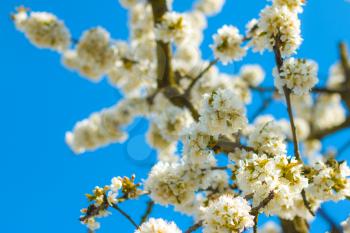 Spring blossom branches in blue sky. Blooming beautiful white flowers on tree branch
