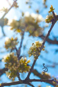 Spring blossom on cherry branches and blue sky. Blooming beautiful white flowers