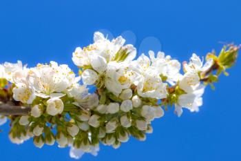 Cherry blossom branch and blue sky background. Spring blooming beautiful white flowers