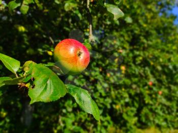 Natural fresh red apple grow on tree and apples orchard on background