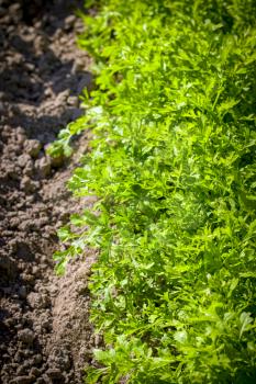 Parsley in sunny rays grows in garden. Organic green food background. Natural vegetable meal plant