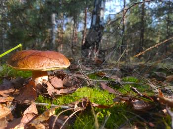 Large cep mushroom grow in forest. Beautiful autumn season porcini. Edible mushrooms raw food. Vegetarian natural meal