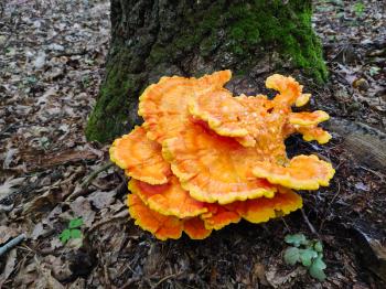 Yellow and orange not edible mushrooms growth in wood. Beautiful natural forest plant
