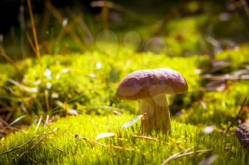 Big porcini mushroom in sunny moss. Beautiful autumn season nature. Edible mushrooms raw food. Vegetarian natural meal