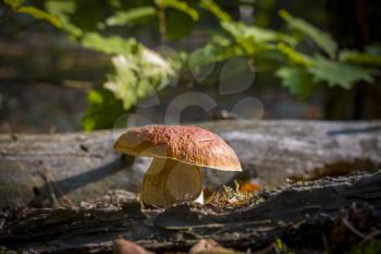 Wide cep mushroom grows in wood. Beautiful autumn season porcini in moss. Edible mushrooms raw food. Vegetarian natural meal