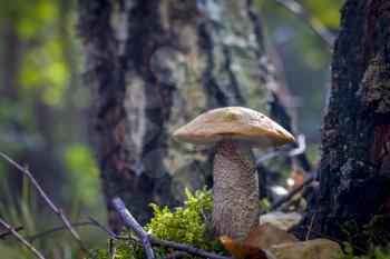 Boletus mushroom grows in nature. Beautiful autumn season plant. Edible leccinum mushrooms raw food. Vegetarian natural meal