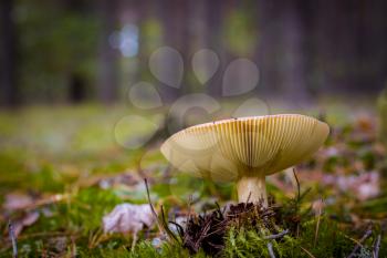 Big lamellar mushroom grows in forest. Beautiful season plant growing in nature