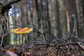 Lamellar dangerous mushroom grows in forest. Beautiful season plant growing in nature