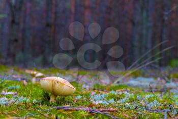 Lamellar mushroom grows in moss forest. Beautiful season plant growing in nature