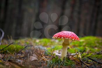Mushroom red fly agaric grows in forest. Beautiful season plant growing in nature