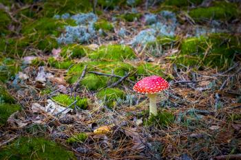 Mushroom red fly agaric grows in moss. Beautiful season plant growing in nature