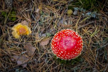 red fly agaric hat grows in forest. Beautiful season plant growing in nature