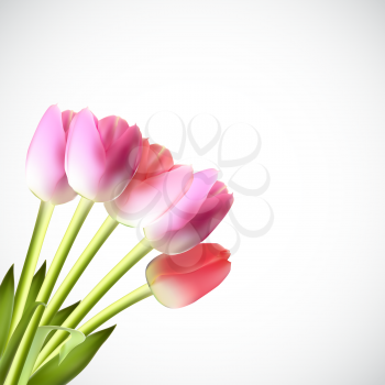 Beautiful Pink Realistic Tulip Vector Illustration EPS10