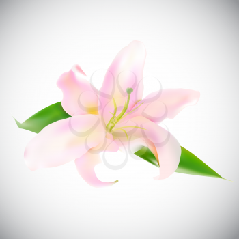 Realistic Pink Lily. Isolated Vector Illustration EPS10