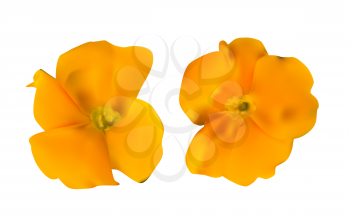 Realistic Flower High Quality Vector Illustration EPS10