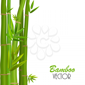 Colorful Stems and Bamboo Leaves. Vector Illustration. EPS10