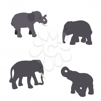 Set of Elephant Isolated on White Background.