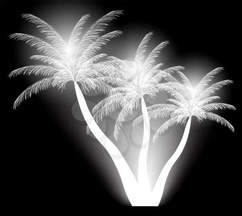 Black and White Palm silhouette. Vector illustration EPS10