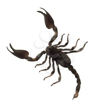 Black Large Scorpion Realistic Vector Illustration EPS10