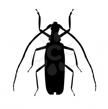 Black Large Beetle Silhouette Vector Illustration EPS10