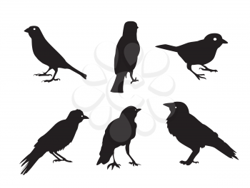Birds Silhouettes Isolated on White Vector Illustration EPS10