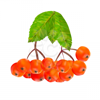 Rowan Berries and Leaves Vector Illustration. EPS10