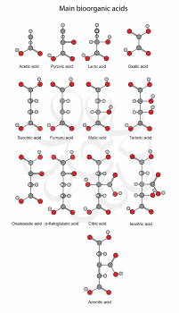 Chemical formulas of main bioorganic acids (acetic, pyruvic, lactic, succinic, fumaric, malic, tartaric, oxalic, oxaloacetic, ketoglutaric, citric, isocitric, aconitic), 2D illustration, vector, isola