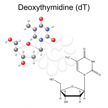 Structural chemical formula and model of deoxythymidine, 2D and 3D illustration, isolated on white background, vector, eps 8