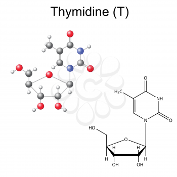 Structural chemical formula and model of thymidine, 2D and 3D illustration, isolated on white background, vector, eps 8