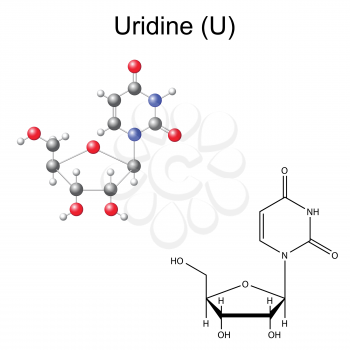 Structural chemical formula and model of uridine, 2D and 3D illustration, isolated on white background, vector, eps 8