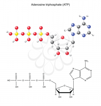 Structural chemical formula and model of adenosine triphosphate, 2d and, 3d, vector, eps 8