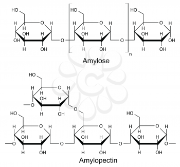 Structural components of the starch: amylose, pectin. 2D Illustration of chemical formulas, isolated on white