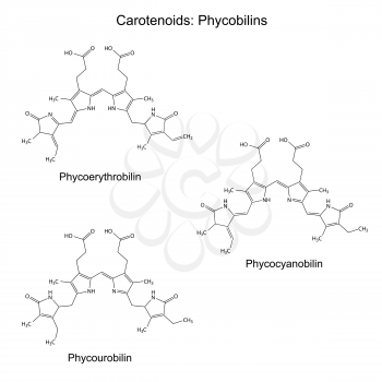 Structural chemical formulas of plant pigments - carotenoids phycobilins - phycocyanobilin, phycourobilin, phycoerythrobilin, 2d illustration, vector, eps8