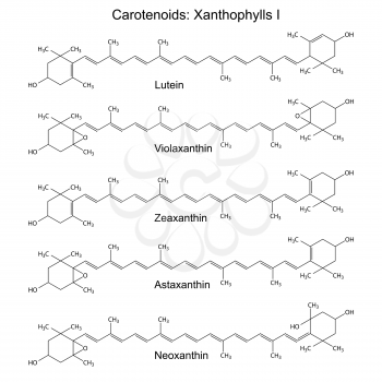 Structural chemical formulas of plant pigments - carotenoids xanthophylls - neoxanthin,  anteroxantin, zeaxanthin, violaxanthin, 2d illustration, vector, eps8