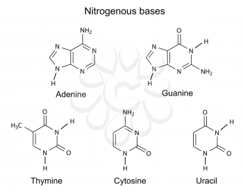 Structural formulas of purine and pyrimidine nitrogenous bases of DNA, illustration, vector, isolated on white