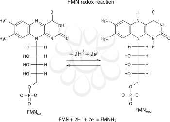 Illustration of FMN redox reaction with chemical formulas, vector, isolated on white