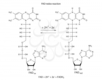 FAD redox reaction with chemical formulas, 2d vector, isolated on white, eps 8