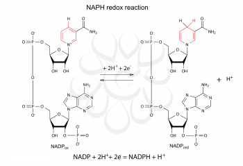 Illustration of NADP redox reaction with chemical formulas with marked variable fragments, vector, isolated on white