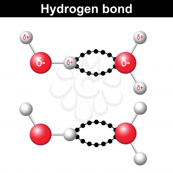 Hydrogen bond chemical illustration,  ionic interaction, 3d water model, vector isolated on white background, eps 8
