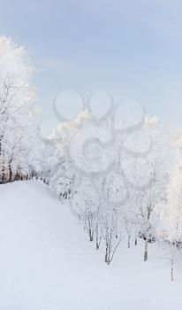 Winter landscape with snow covered trees, outdoors shot