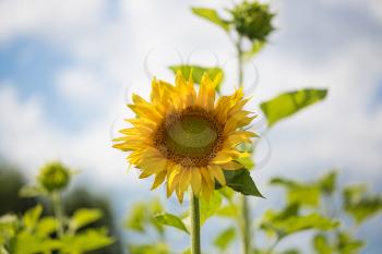 Sunflower growing with the sun, outdoors shot
