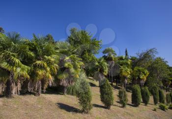 Bright tropical palm trees standing in the midday sun, outdoors shot