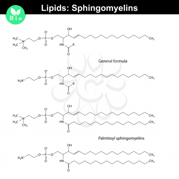 Sphingomyelin chemical structure, molecular structures of lipids, isolated on white background, 2d vector, eps 8