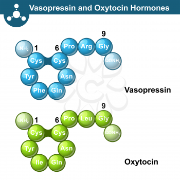 Vasopressin and oxytocine hormones, 3d illsutration, ball and stick style, vector on white background, eps 10