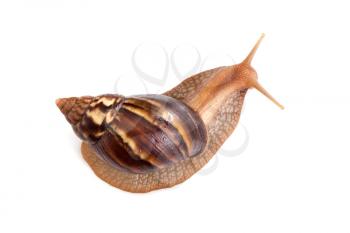 Big brown snail crawls on white background, macro photo