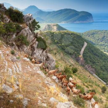 Herd of goats in Montenegro mountains on the sea coast