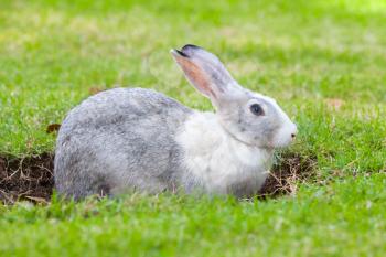 Gray and white rabbit digs a hole on green grass meadow