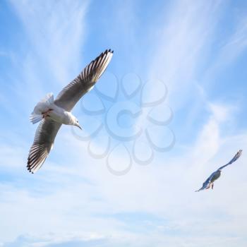 Two seagulls fly on blue cloudy sky background