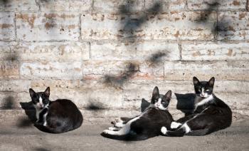 Three black and white street cats