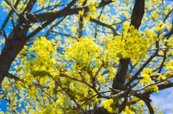 Blossoming linden branches with yellow flowers over bright blue sky background. Macro photo with selective focus